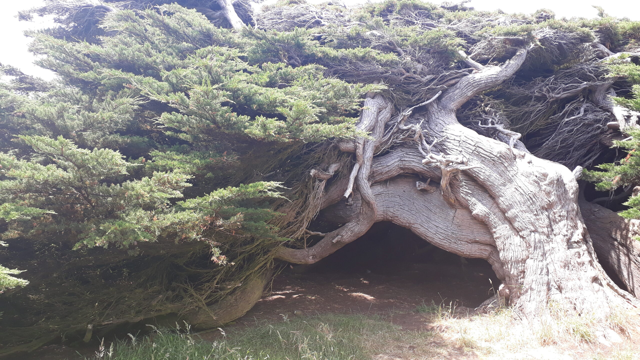 Aryana Lace Up Halter Top - Obrázek 3